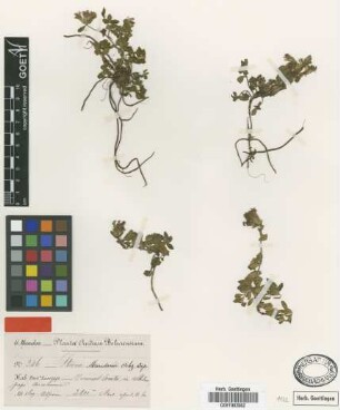 Stevia mandonii Sch.Bip. [type]