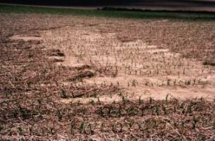 Fotografie: Mulchsaat, Mais, Erosion, Umweltschutz