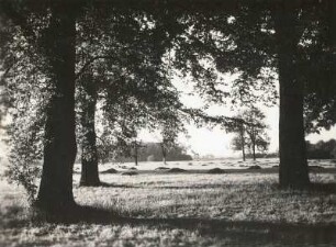 Leipziger Land. Landschaft in der Elster-Luppe-Aue bei Lützschena