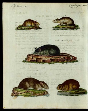Ratten und Mäuse.