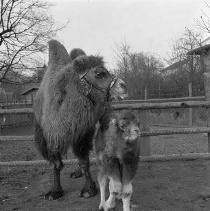 Nachwuchs bei den Kamelen im Karlsruher Zoo.