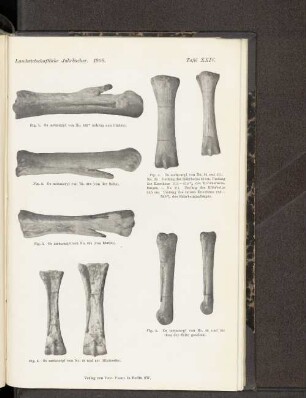 Tafel XXIV. : Fig. 1. Os metacarpi von No. 312* (schräg von hinten). - Fig. 2. Os metacarpi von No. 312 (von der Seite). - Fig 3. Os metacarpi von No. 255 (von hinten). - Fig. 4. Os metacarpi von No. 22 und 311. - Fig 5. Os metacarpi von No. 22 und No. 311 (von der Seite gesehen). - Fig 6. Os metacarpi von No. 22 und 311 (Rückseite).