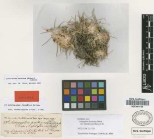 Astragalus pallidus Boiss. [type]