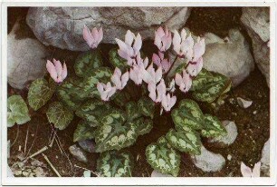 Cyclamen. Fleurs de printemps. Spring Flowers. Frühlingsblumen