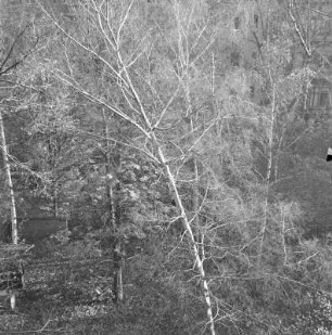 Birke im Wald