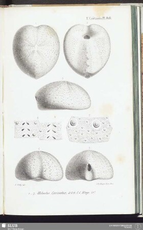 T. Crétacés, Pl. 818