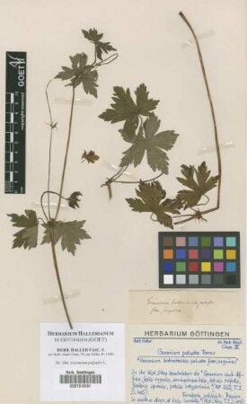 Geranium palustre L.