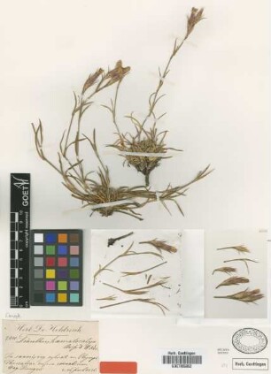 Dianthus haematocalyx Boiss. & Heldr. [type]