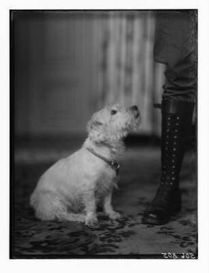 Terrier neben einem Bein mit Schnürstiefel