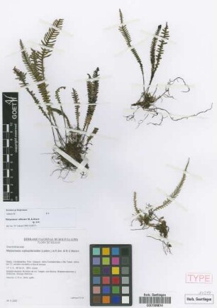 Melpomene xiphopteroides (Liebm.) A.R.Sm. & R.C.Moran