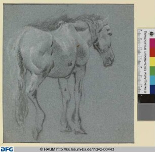 Stehendes Pferd von hinten