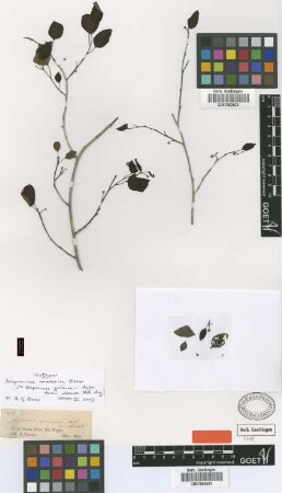 Maprounea guianensis Aubl. forma Müll.Arg. obtusata