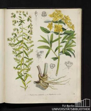 1. - 7. Euphorbia palustris. / 8. - Euphorbia esula.