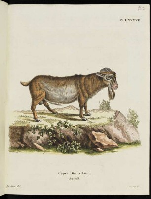 CCLXXXVII. Capra Hircus Linn. depressa.