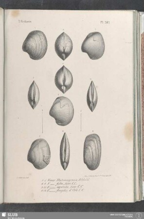 Pl. 385