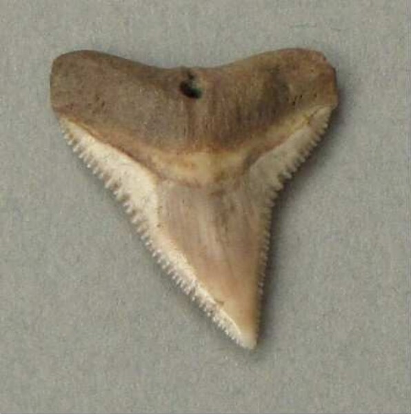 Shark tooth