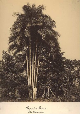 Papunha-Palme. Rio Amazonas