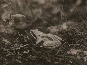 Moorfrosch (Rana arvalis)