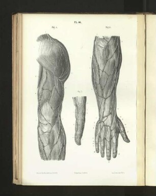 Pl. 46.
