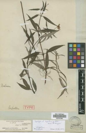 Impatiens griffithii Hook. f. & Thoms.[syntype]