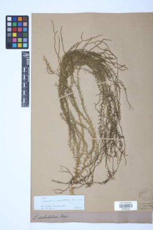 Phlegmariurus subulatus (Desv. ex Poir.) B. &Oslash;llg.