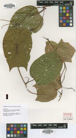 Passiflora chrysosepala Schwerdtf. [isotype]