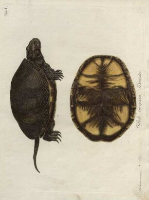 Tab. I. Testudo europaea Schneider.