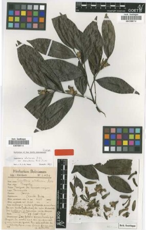 Guatteria alutacea Diels var. steinbachii R.E.Fr.[isotype]