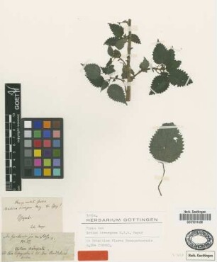 Urtica divergens G.Mey. [type]