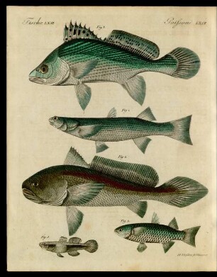 Merkwürdige Fische Aus Dem Ganges.