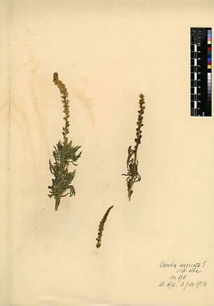 Resedaceae Reseda muricata Presl, Jan Svatopluk (1791 - 1849) [Wadi Kelt (Trockental)]