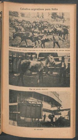 Caballos argentinos para Italia - [Ilustración]