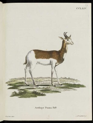 CCLXIV. Antilope Dama Pall.
