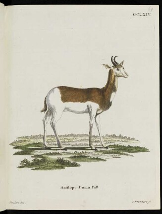 CCLXIV. Antilope Dama Pall.