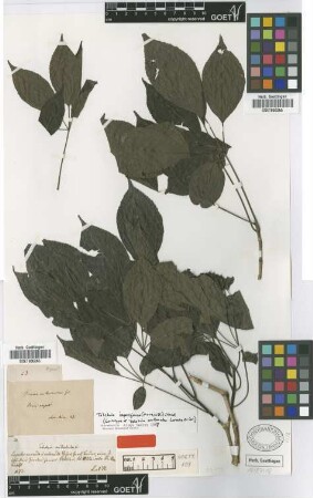 Tabebuia avellanedae Lorentz ex Griseb. [lectotype]