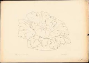 Schülerstudienarbeiten an der Bauschule Magdeburg: Rosette