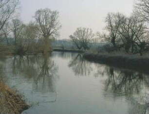 Wasserspiegelung der Bäume am Ufer der Unstrut