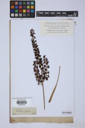Veratrum nigrum L.