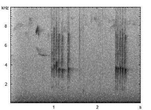 Haubenmeise | Lophophanes cristatus - Ruf