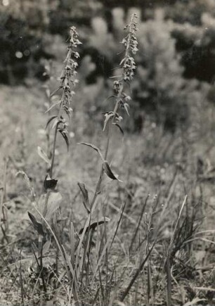 Breitblättriger Stendelwurz (Epipactis helleborine), auch Breitblättrige Sumpfwurz. Insel Usedom