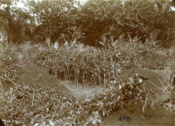 "Field and Yamsspaliere. Tanna."