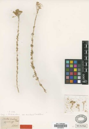 Achillea muschensis C.Koch [type]