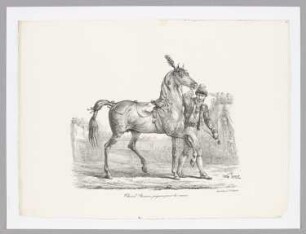 Cheval Romain préparé pour la course