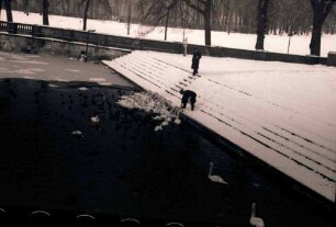 Potsdam: Schwan- und Lietzenfütterung, Treppe mit drauf