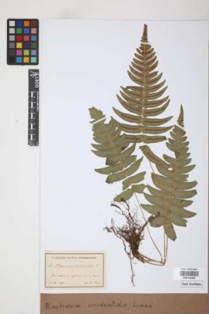 Blechnum occidentale L.