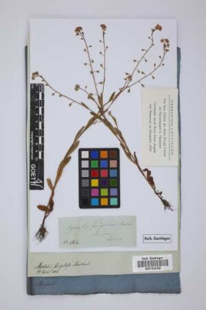 Myosotis strigulosa Reichenb.