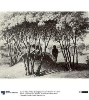 "Mallee (Eucalyptus dimosa)"