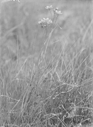 Moorsteinbrech : Moorsteinbrech (Saxifraga hiriculus Linnaeus).