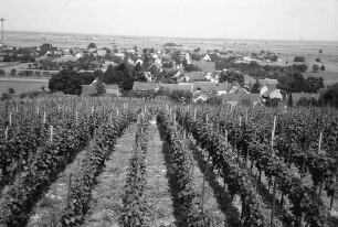 Seefelden: Weinberge bei Seefelden; mit Ort