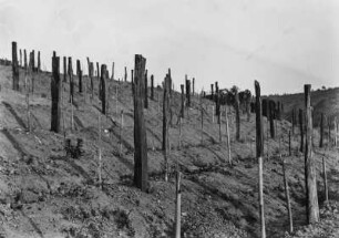 Weinberg : Ein neu angelegter Weinberg der Fazenda Virtentes in der Nähe von Amparó.
